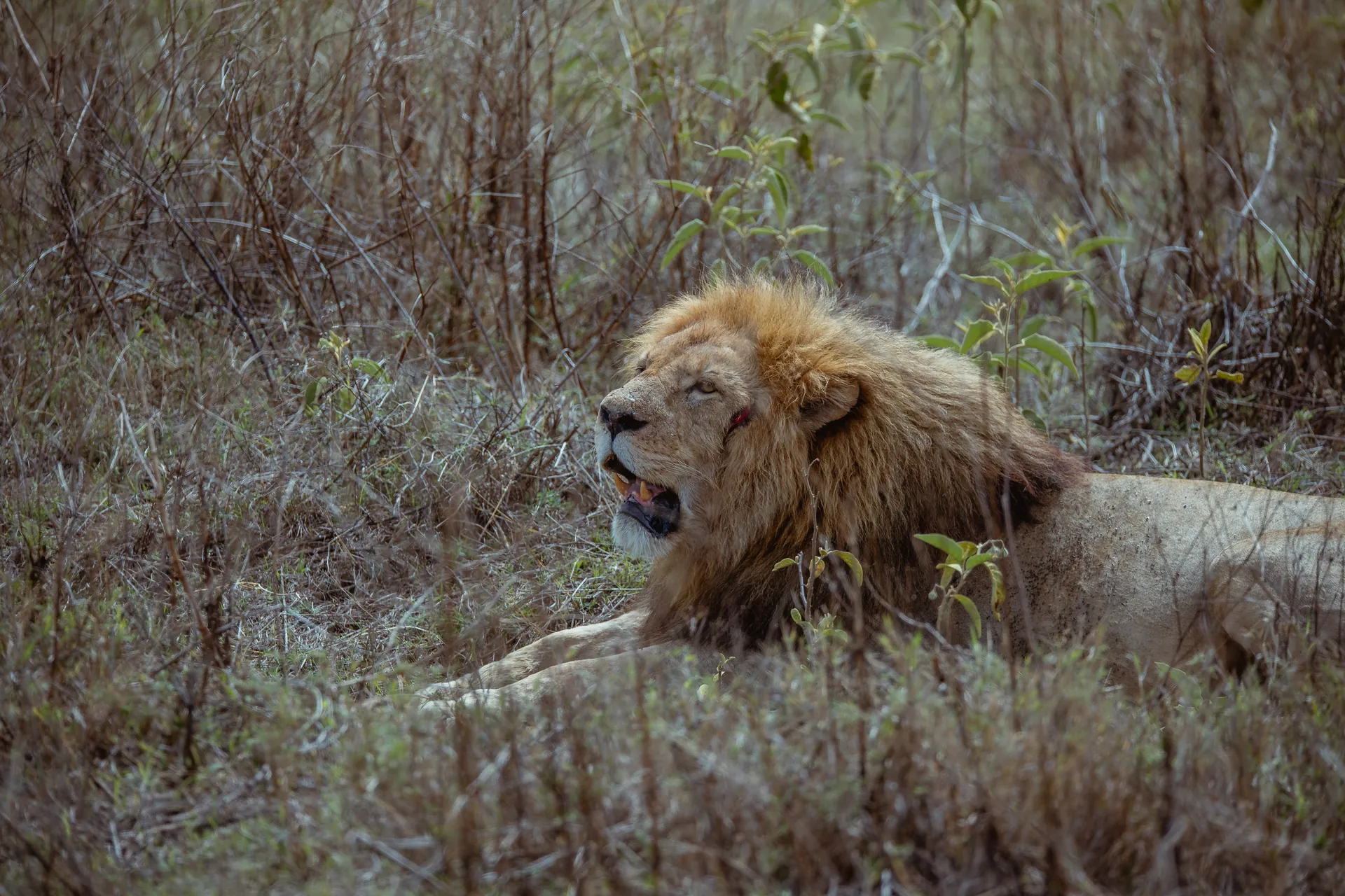 Lion in an East African safari landscape